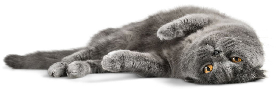 Gray Cat